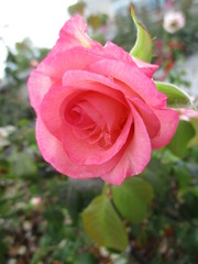 fotografias de flores y plantas varias naturaleza 