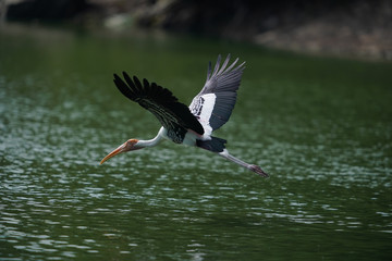 Bird flying 