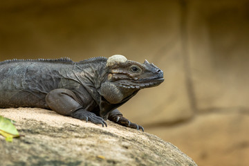The Rhinoceros Iguana, Cyclura cornuta, resting on a rock.