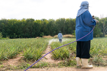 Injections accelerate the production and nourish the plant Pineapple Tree in Thailand.