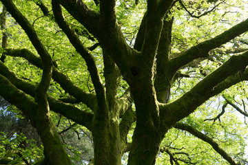 Natural background with tree trunks overgrown with green moss.