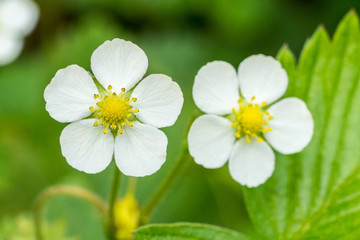 Closeup of wild strawberry flowers (Fragaria vesca)