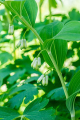 Closeup of Solomon’s seal flowers (Polygonatum spec.)