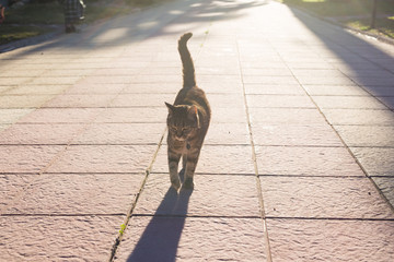 Pet, spring and animals concept - Cute cat walking along path in park lit by beams of sun