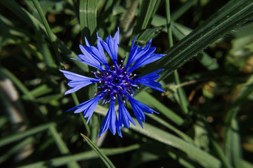 CORNFLOWERS - Blue flower on the fields
