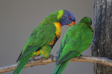 fotografias de aves varias 