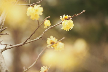 素心蝋梅の花
