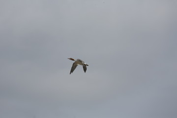 fotografias de aves varias 