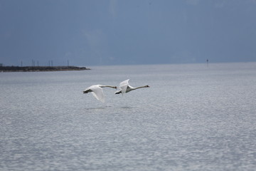 fotografias de aves varias 