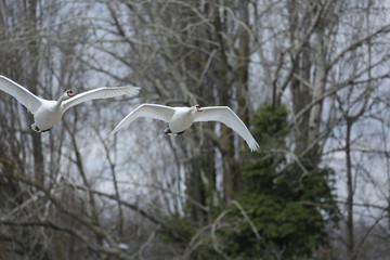 fotografias de aves varias 