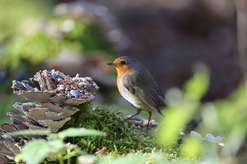fotografias de aves varias 