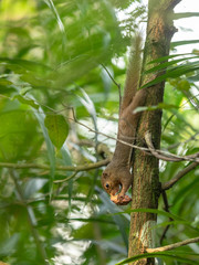 The plantain squirrel, Callosciurus notatus, eating a fruit. Singapore.