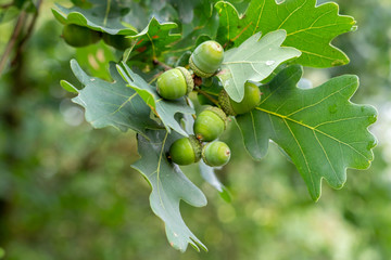 Closeup of green acorns on green leaves © sandradombrovsky