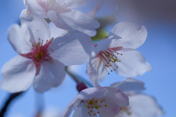 桜の花