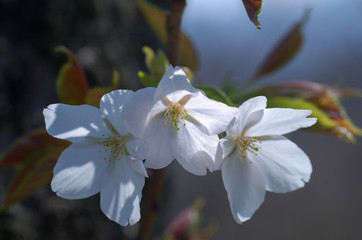 桜の花