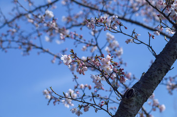 桜の花
