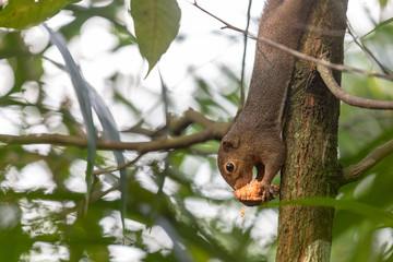 The plantain squirrel, Callosciurus notatus, eating a fruit. Singapore.
