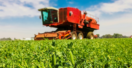 Commercial Pea Farming Close up of a pod of peas with a Red Combine Harvester behind
