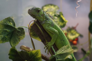 green iguana on a branch