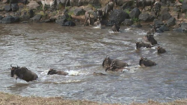 A crocodile times a baby wildebeest but the baby jumps over and escapes.mov