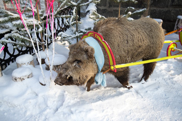 a boar effigy in the snow