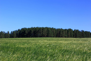 Obraz na płótnie Canvas Field of green wheat ears