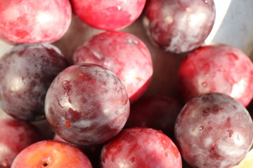 plum macro photo