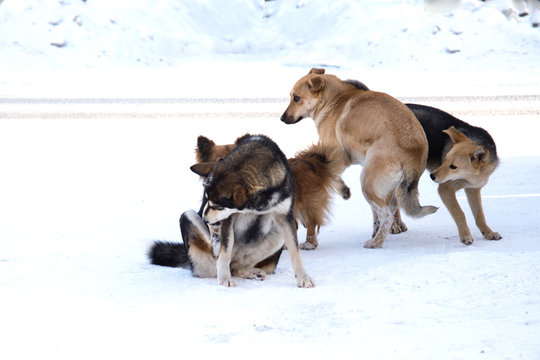pack of stray dogs in the snow
