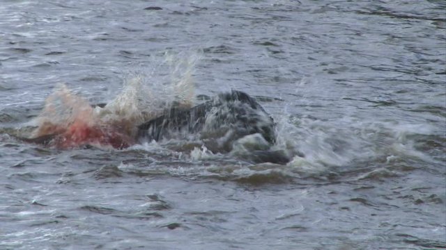 A crocodile turns round and round to cut pieces of meat to swallow.mov