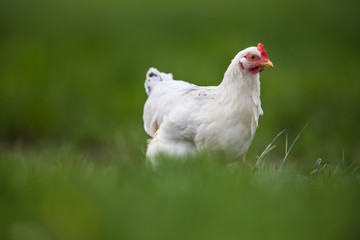 Hen in a farmyard (Gallus gallus domesticus)