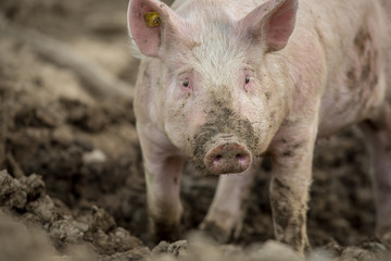Pigs eating on a meadow in an organic meat farm