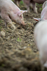 Pigs eating on a meadow in an organic meat farm