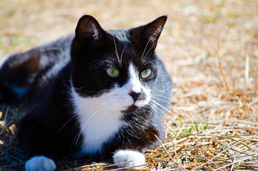 Cute black cat with white face relaxing moment on the ground outdoors.