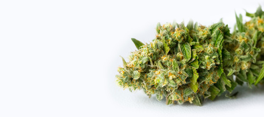 Close up Macro of freshly harvested Medical Marijuana