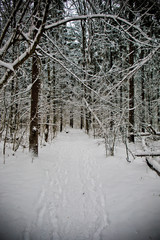 Snow-covered coniferous forest in the mountains