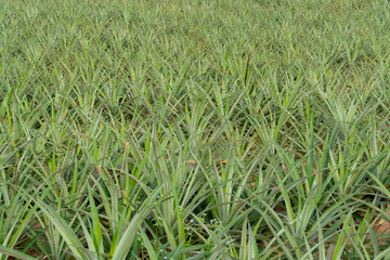 Aged pineapple farms that do not provide agricultural products.
