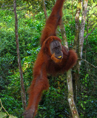 Sumatran orangutan (pongo abelii) hanging in the trees, Gunung Leuser National Park, Sumatra, Indonesia © The World Traveller