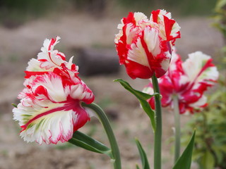 Biało czerwony tulipan w przydomowym ogrodzie - obrazy, fototapety, plakaty