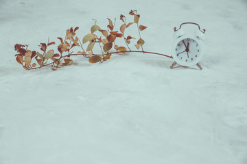Background with alarm clock and flowers on white.