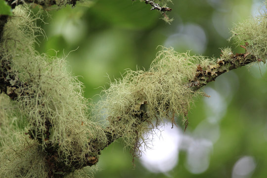 Close up image of Old man&rsquo;s beard lichen (Usnea filipendula, growing outdoors on a tree in a natural setting.