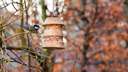 Kohlmeise vor Vogelfutterspender