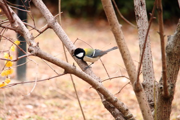 シジュウカラ06