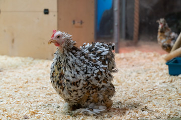 white chicken with black spots on the farm