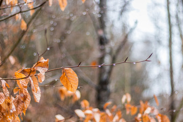 Obraz premium autumn leaves on tree