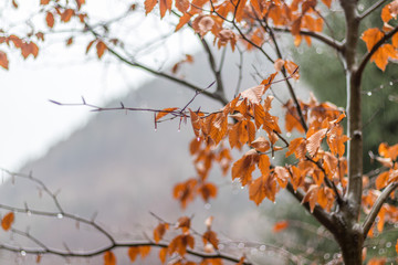 Obraz premium autumn leaves against grey sky