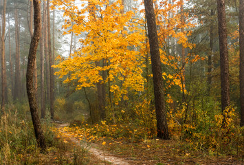 autumn forest. walk in the park. autumn colors. autumn leaves.