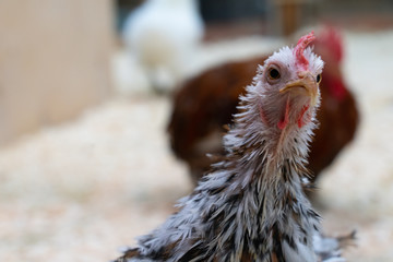 white chicken with black spots on the farm