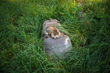 Homeless cat in the poor house for animals. Abandoned cat in a home shelter.
