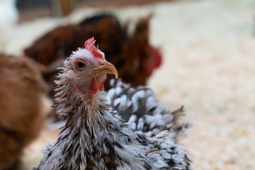 white chicken with black spots on the farm
