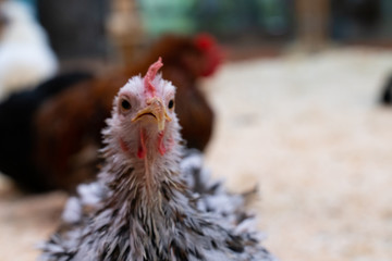 white chicken with black spots on the farm